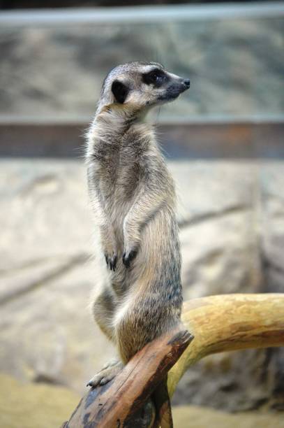 istock exotic animal meerkat 1407170110