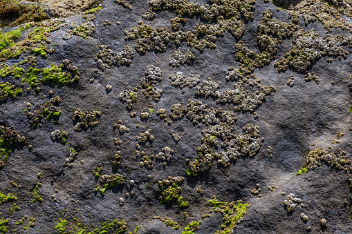 Texture of sea stone with shells