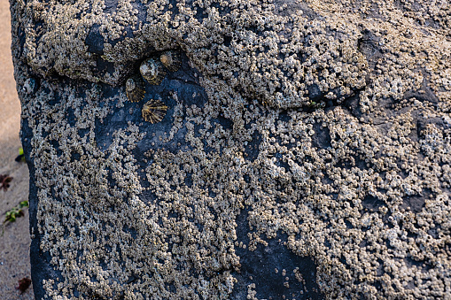 Rock painting aka petroglypgs at the field , Cholpon-Ata, Issyk-kul, Kyrgyzstan