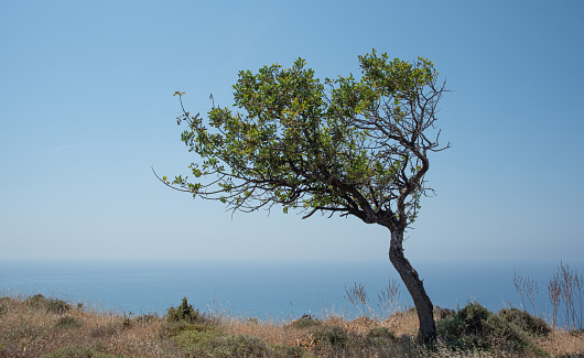 Lonely carob tree tree on a cliff in the ocean. Blue sky copy space. Pissouri Cliffs Cyprus