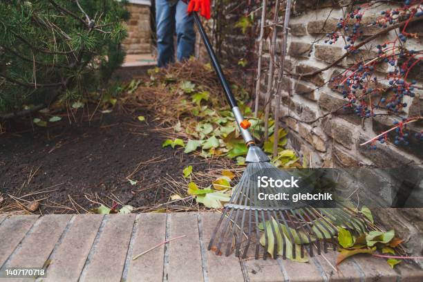 Fan Rake Remove Fallen Leaves From Brick Step Stock Photo - Download Image Now - Dry, Gardening, Leaf