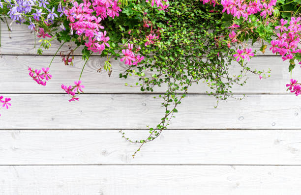 istock Colourful flower background. Blooming geranium and timber fence 1407170863