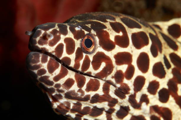 Head of a black spotted Honeycomb Moray hides in the corals