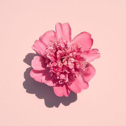 A beautiful pink peony flower on pastel pink background with hard shadow. Top view, flat lay, flowers minimal concept. Copy space. Mock up for any project.