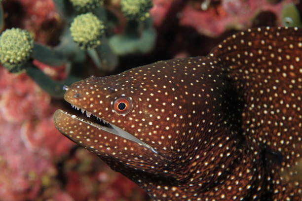istock White-mouth moray - Gymnothorax meleagris 1407173500