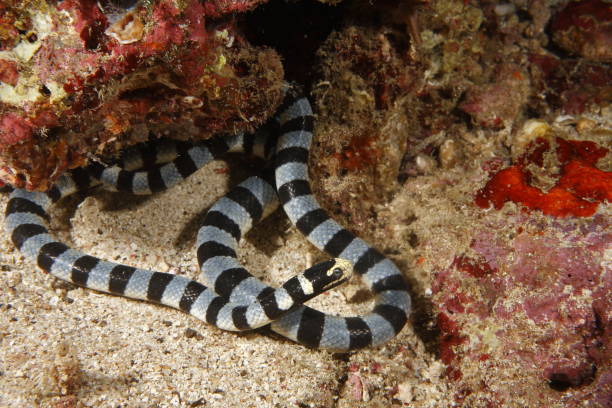 istock Sea krait - Laticauda colubrina 1407173503