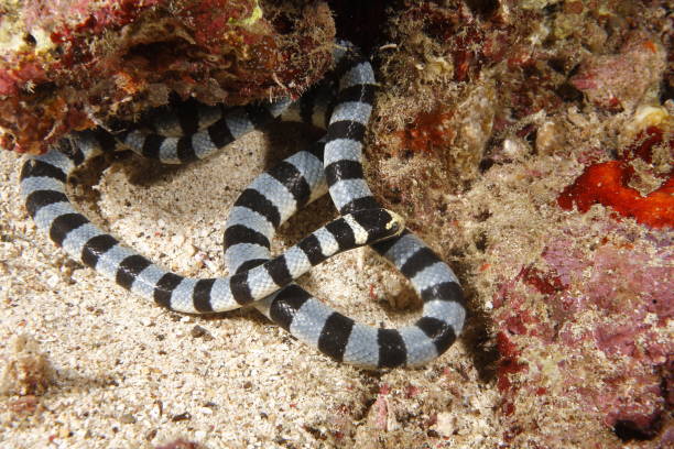 istock Sea krait - Laticauda colubrina 1407173504