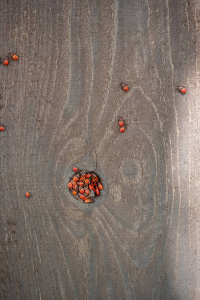 istock Soldier bug on the background of a wood texture 1407173617