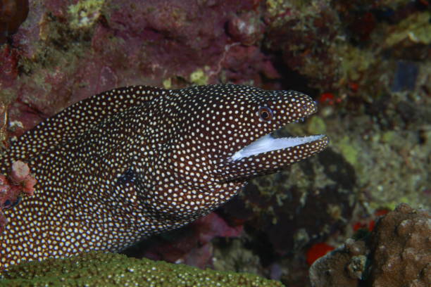 istock White-mouth moray - Gymnothorax meleagris 1407173688