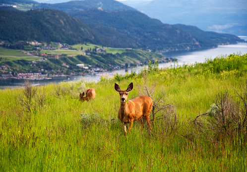 Grazing deer in Vernon, British Columbia, with Okanagan Lake in the background