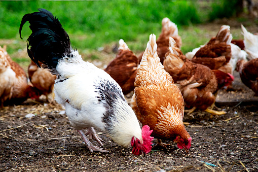 Rooster and Chicken peck ground for seed