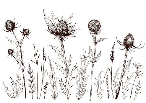 Set of thistles and wild meadow herbs. Hand drawn vector illustration isolated on white background.