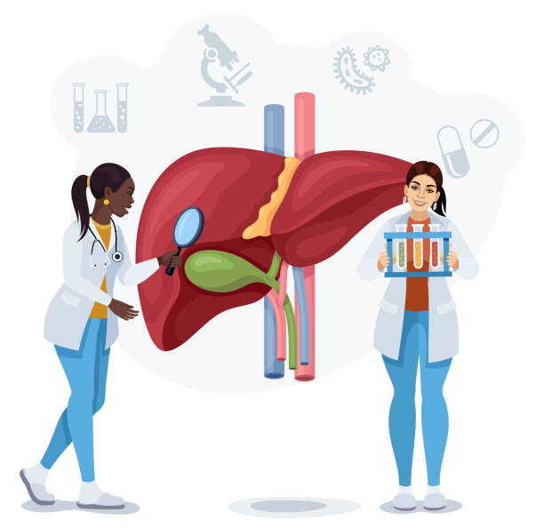 kobiety lekarze badający ludzką wątrobę. - proces biologiczny stock illustrations