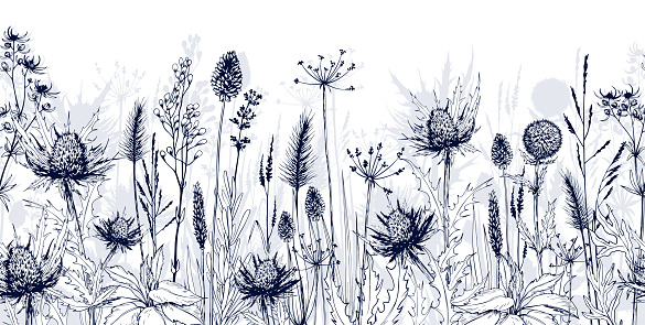 Seamless horizontal background with blue thistles, wild herbs and flowers. Hand drawn illustration isolated on white.