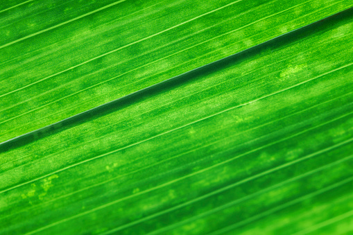 Banana leaf background texture. Green banana leaf with fiber lines texture.