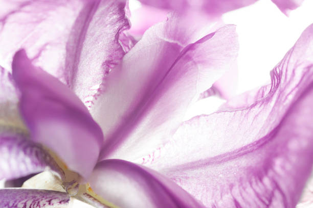 istock Abstract Extreme Macro Natural Purple Iris Flower Organic Pattern 1407177382