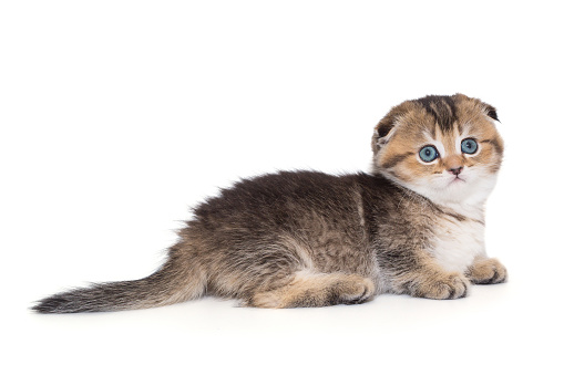 Scottish fold striped kitten with blue eyes. The kitten is one month old, side view, isolated on a white background.