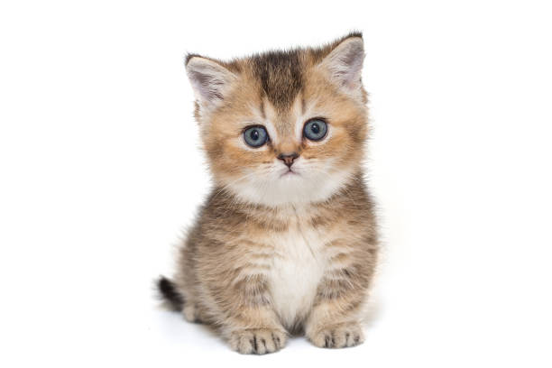 istock Portrait of a Scottish striped kitten 1407178110
