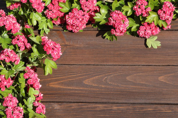 Brown wooden background with frame of pink hawthorn flowers and copy space