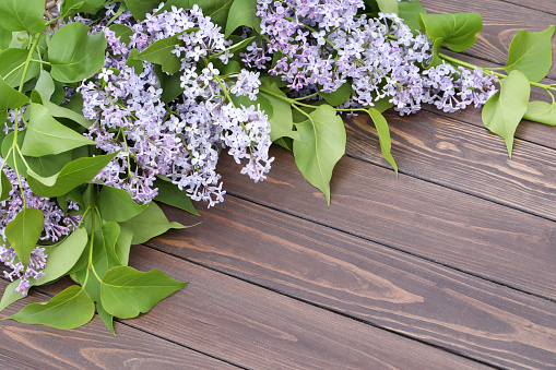 Brown wooden background with lilac flowers and copy space