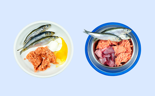 Bowls with natural raw organic cat food isolated on blue background. Fresh meat and fish. Healthy cat food.