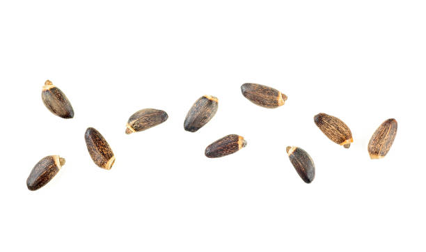 istock Milk Thistle seeds isolated on a white background, top view. Silybum marianum. 1407179679