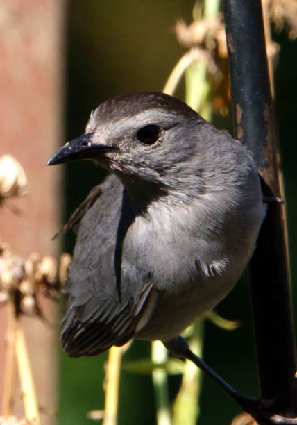 istock A Gray Catbird perched on a bent metal bar 1407181365