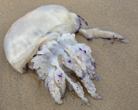 big jellyfish on the sand of the beach with many tentacles