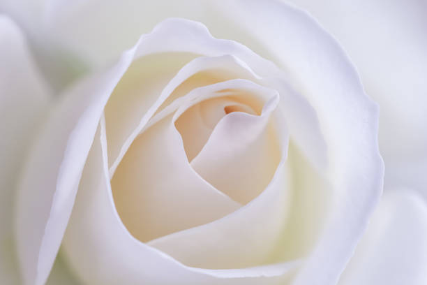istock Background from white rose flower. Soft focus 1407182528
