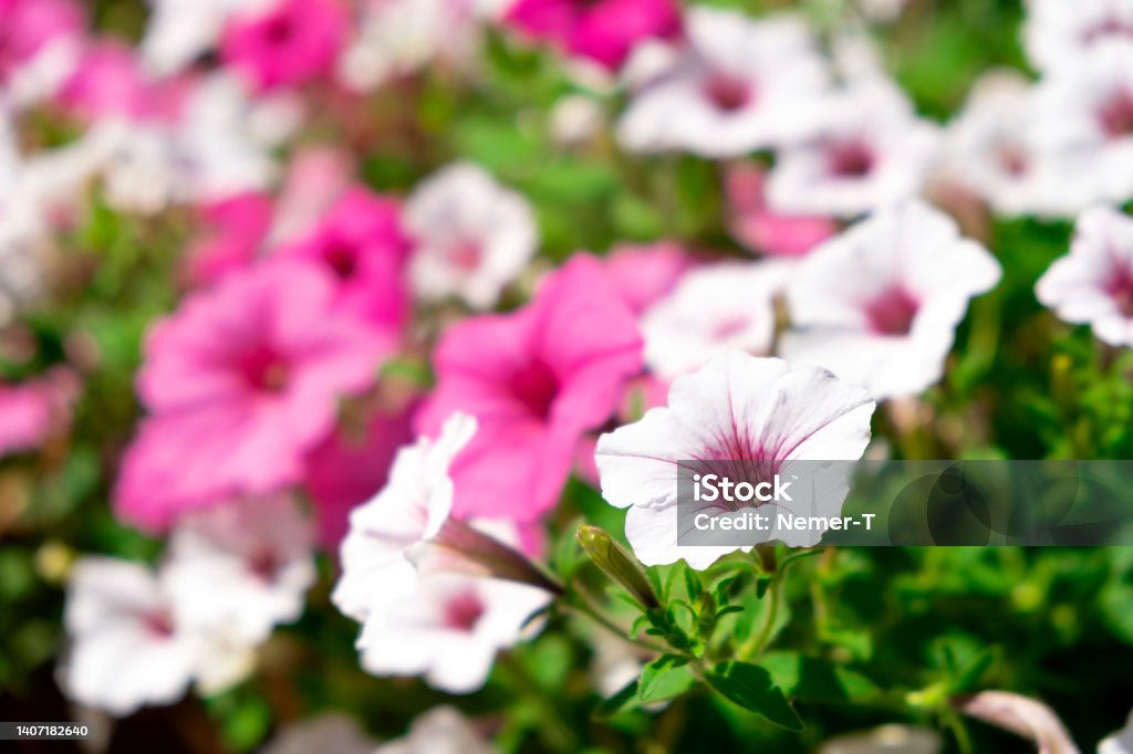 Surfinia Beautiful bloom of pink and white surfinia or ampelous petunia flowers. Colorful floral background. Petunia Stock Photo