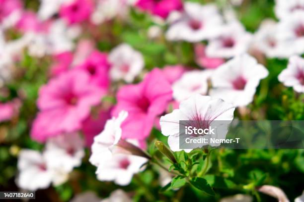 Surfinia Stock Photo - Download Image Now - Petunia, Backgrounds, Beauty