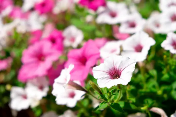 Beautiful bloom of pink and white surfinia or ampelous petunia flowers. Colorful floral background.