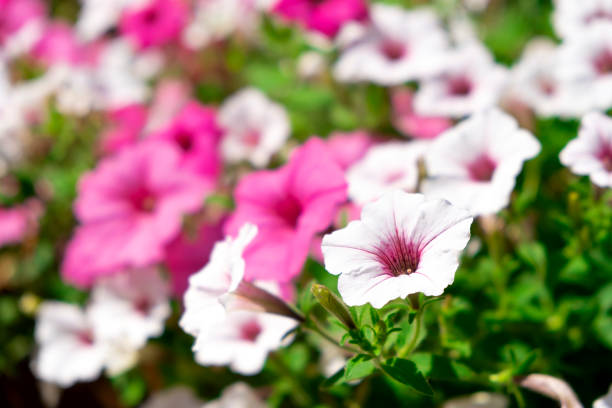 surfinia - petunia imagens e fotografias de stock