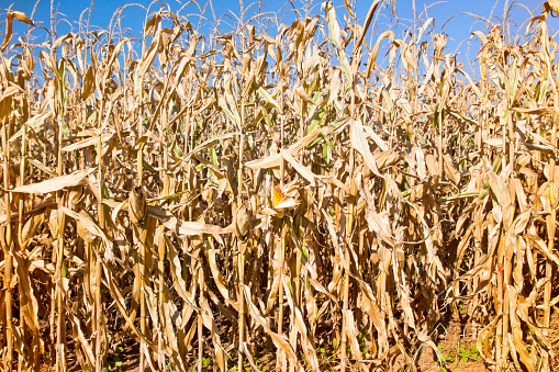 Corn field with dried corn ready for harvest.