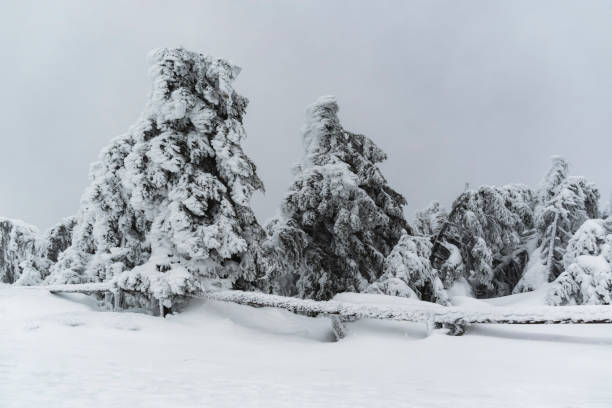 jenseitige bäume bedeckt mit schnee und eis auf dem brocken, harz, deutschland - otherworldy stock-fotos und bilder