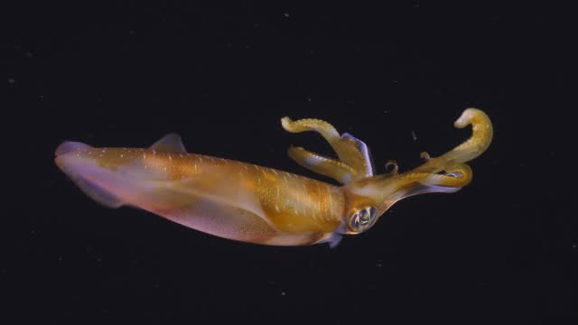 Bigfin reef squid at night. Close-up