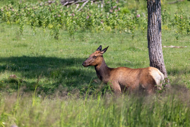 The elk ( Cervus canadensis) on a meadow.