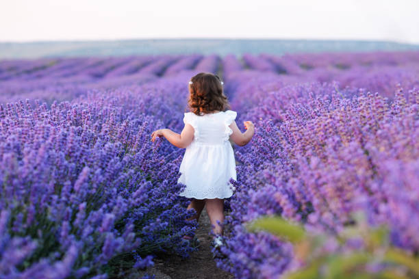 promenade d’une petite fille dans un champ de lavande - baby toddler child flower photos et images de collection