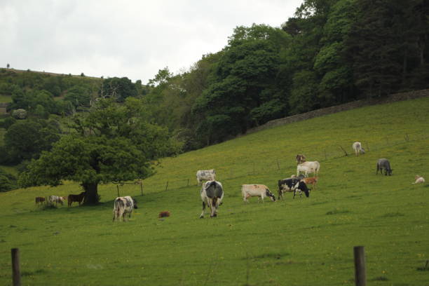 istock View of Peak district when cow eating grass 1407189481