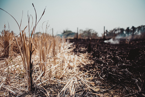 A burned farm field in Chiang Rai, Thailand.