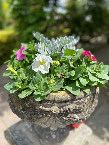 A flower arrangement in a pot.