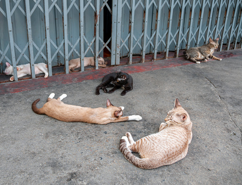 Stray Cats Sleeping On The Pavement In Bangkok, Thailand