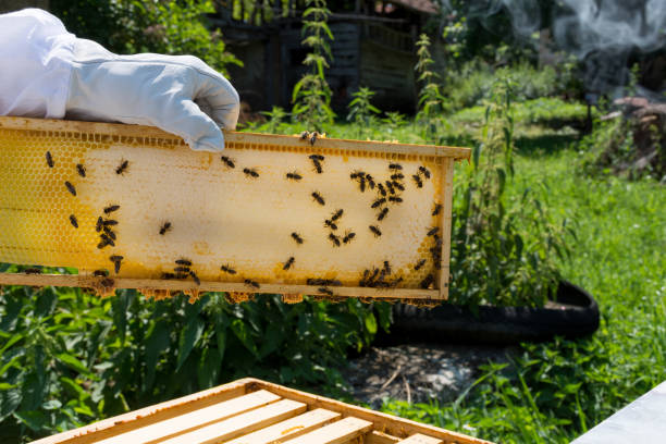 istock Beehive frame full with honey in beekeeper hand 1407193216