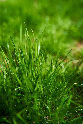 Closeup juicy green grass on the backyard.