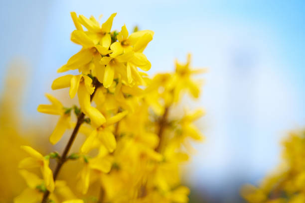 Spring blossom branch of yellow flowers against blue sky Spring blossom branch of yellow flowers against blue sky. forsythia garden stock pictures, royalty-free photos & images