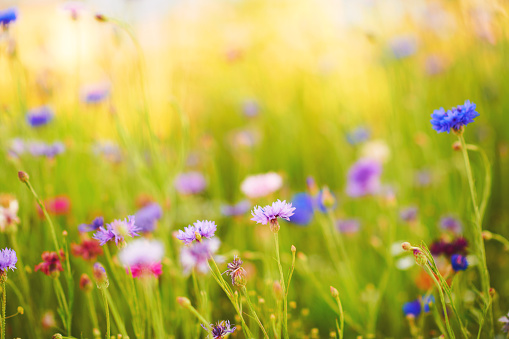 Summer background with vibrant wildflowers growing in warm sunshine