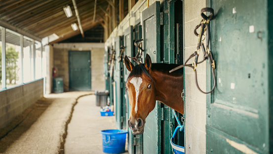 Thoroughbred race horse in a stable in Lexington, Kentucky