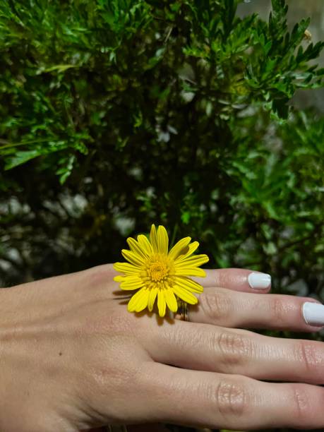 istock hand holding a yellow flower 1407197162