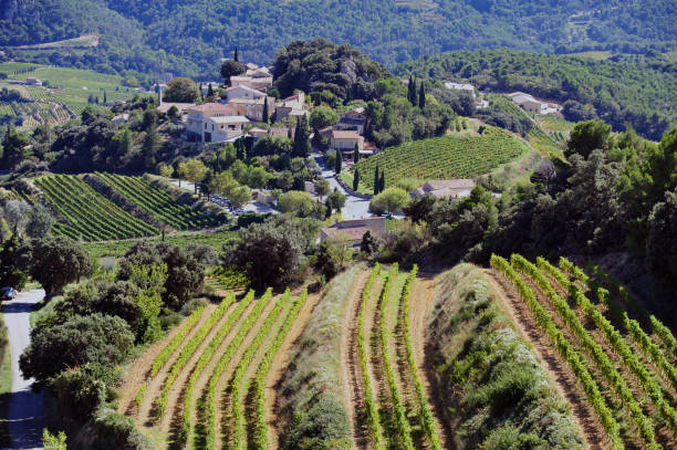 istock Vineyards near Suzette 1407199456