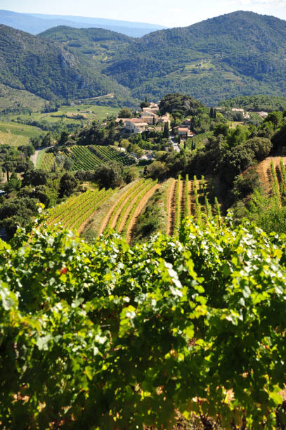 istock Vineyards near Suzette 1407199471